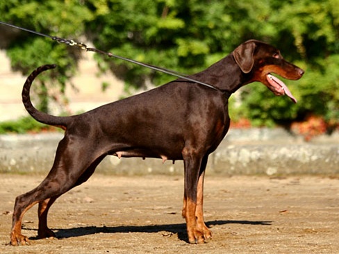 armani von hohenzollern