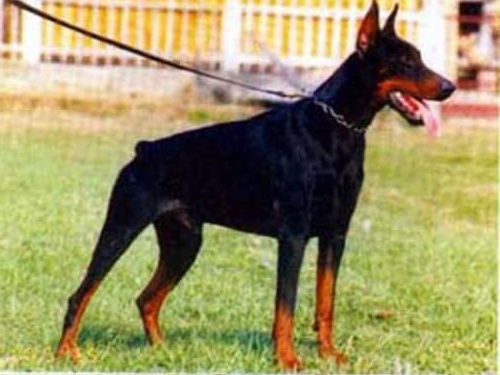 astor del citone