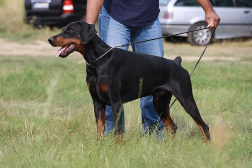 capone1