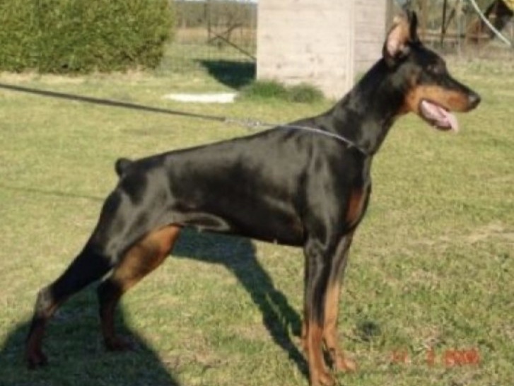 endora di casa fox