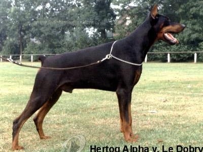 hertog alpha van le dobry