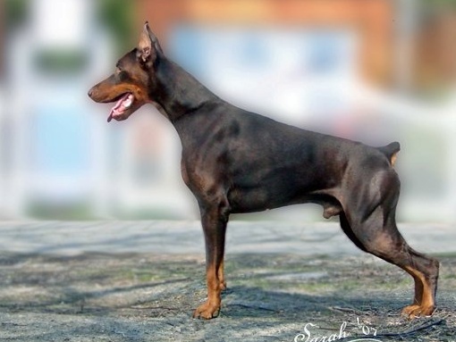 hugo1a