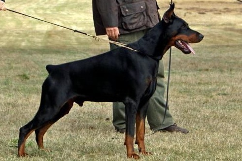 Latino Lorenco von Cobra