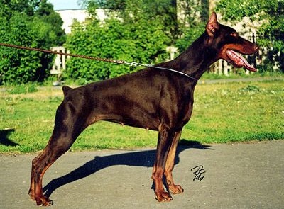 mirakel v.d. rauberhohle