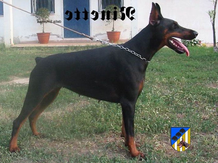 ninette della sinvessa