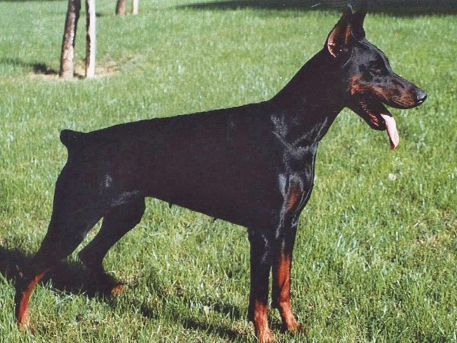 niobe del palatino