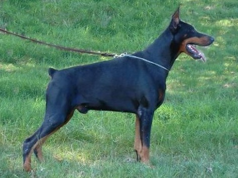 nitro del rio bianco