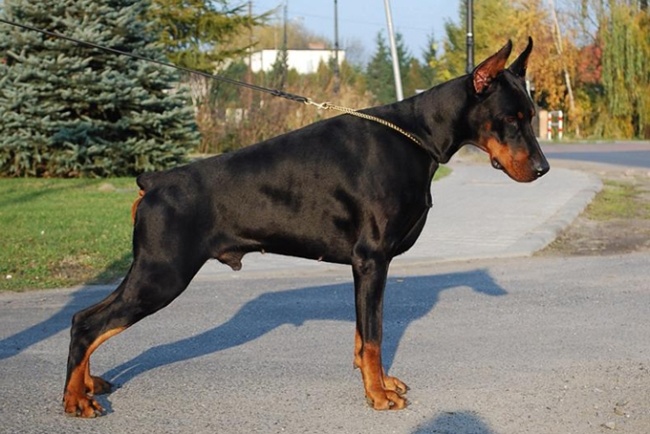 pako daker