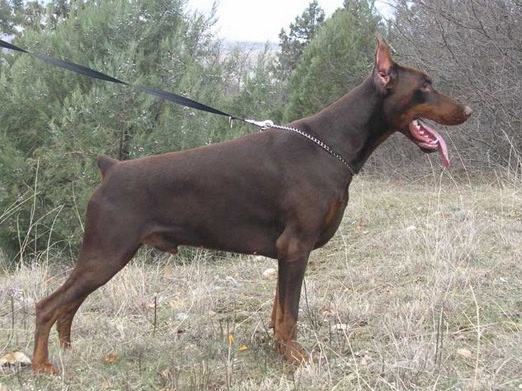 pluto de grande vinko