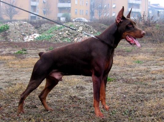 red rascal del fiorsilva