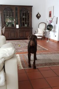rembrandt eh 10y1