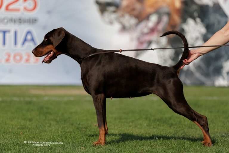 telma thiana 14m1