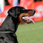 xzibit eh 3y5