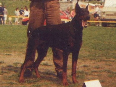 zoltan z padoku