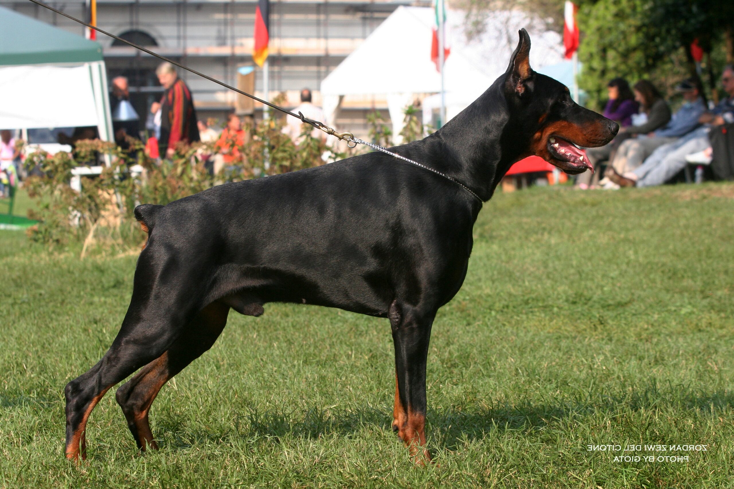 zordanzewi del citone