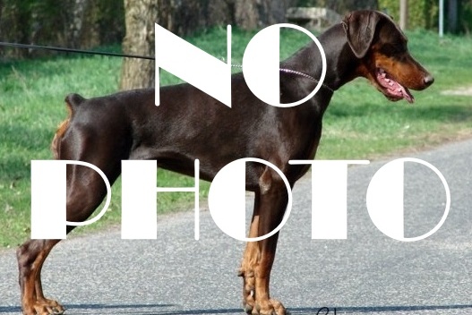 no photo1