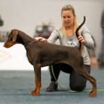cuba dortmund puppy1