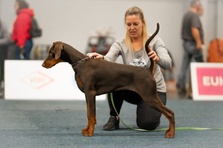 cuba dortmund puppy1