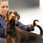 cuba dortmund puppy2