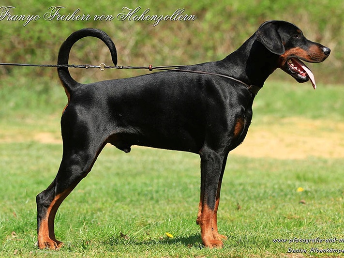 franjo freiherr von hohenzollern1