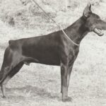 ggpr 07 zeus doriental 15m2
