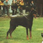 ggpr 102 rey di coldicania 1