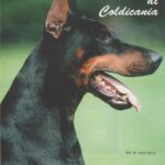ggpr 102 rey di coldicania 3