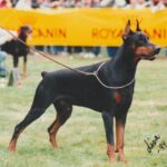 ggpr 102 rey di coldicania 3y1