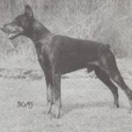 ggpr 105 graaf festus van neerlands stam 18m