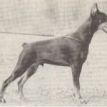 ggpr 105 graaf festus van neerlands stam 6m