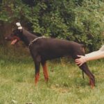 ggpr 111 golwen de la vallee de pissevin 6m