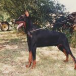 ggpr 111 greco de la vallee de pissevin 9m