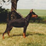 ggpr 112 golda de la vallee de pissevin 6m