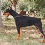 ggpr 112 golda de la vallee de pissevin 8m