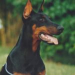 ggpr 113 priscilla du clos des grognards 7m