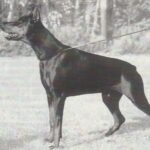 ggpr 137 onyx royal bell