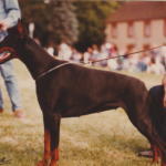 ggpr 15 eckeen edha von raeuberstolz 3y