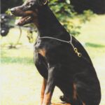 ggpr 150 paco royal bell 1