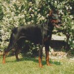 ggpr 158 athos von blasenstein 15m