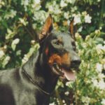 ggpr 158 athos von blasenstein 15m1