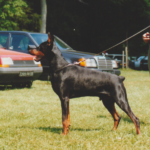 ggpr 18 ellinger des san marin 14m