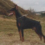 ggpr 184 valdo sawages 14m1