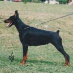 ggpr 184 vanja sawages 2y