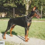 ggpr 190 jack de ferignis 7m1