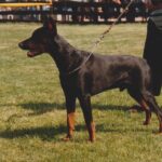 ggpr 23 quilliano cesareus v.d. astra hoeve 12m