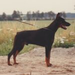 ggpr 23 quilliano cesareus v.d. astra hoeve 9m