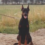 ggpr 23 quilliano cesareus v.d. astra hoeve 9m1