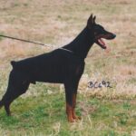 ggpr 29 royal rambo vom franckenhorst 24m