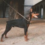 ggpr 29 royal rambo vom franckenhorst 7m