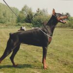 ggpr 30 fendy vom heidhauser forst 18m